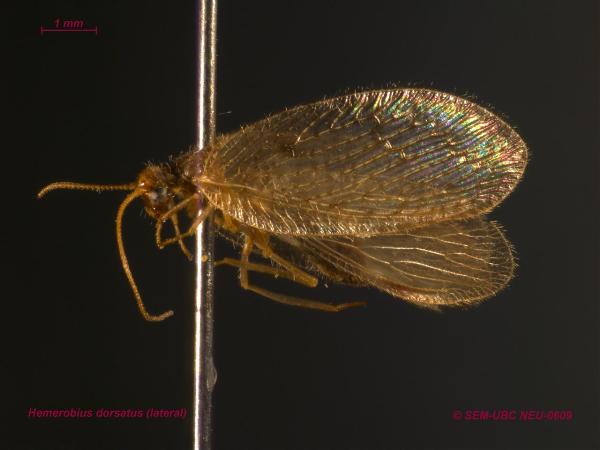 Photo of Hemerobius dorsatus by Spencer Entomological Museum
